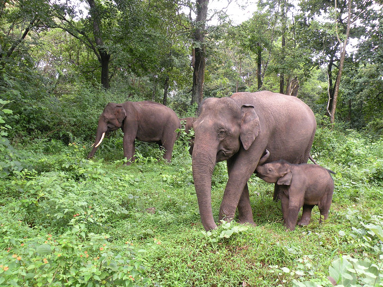 images/A_family_group_of_elephants_in_Mudumalai.jpg