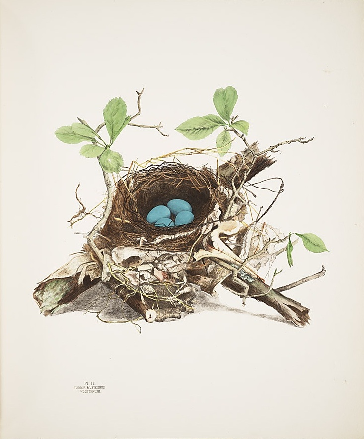 images/Nests_and_Eggs_of_Birds_of_Ohio.jpg