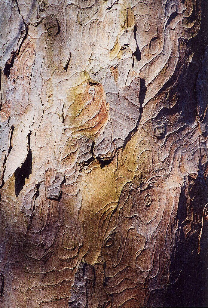 images/Plane_tree_bark_pattern.jpg
