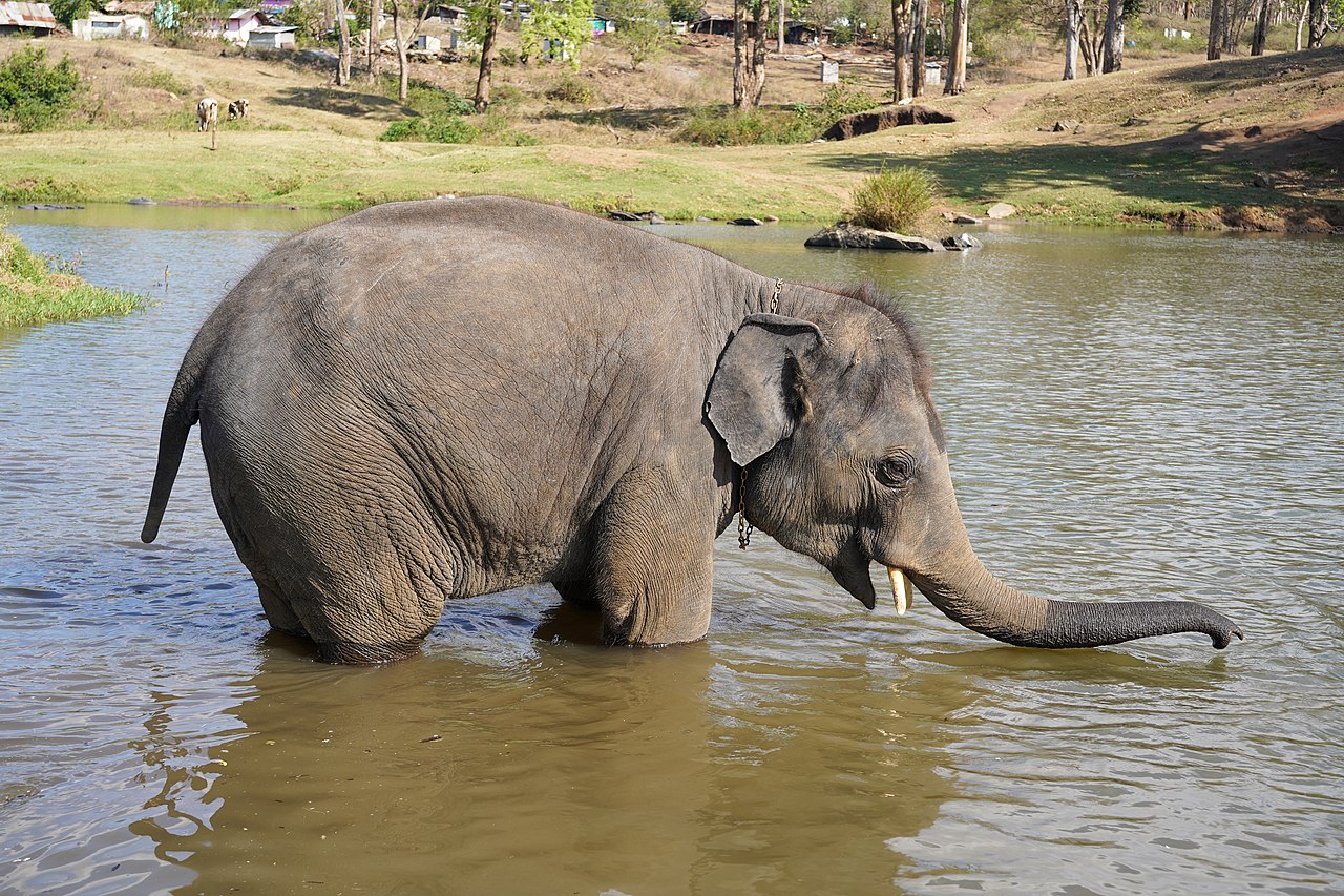 images/Raghu_Juvenile_Camp_Elephant_Bathing.jpg