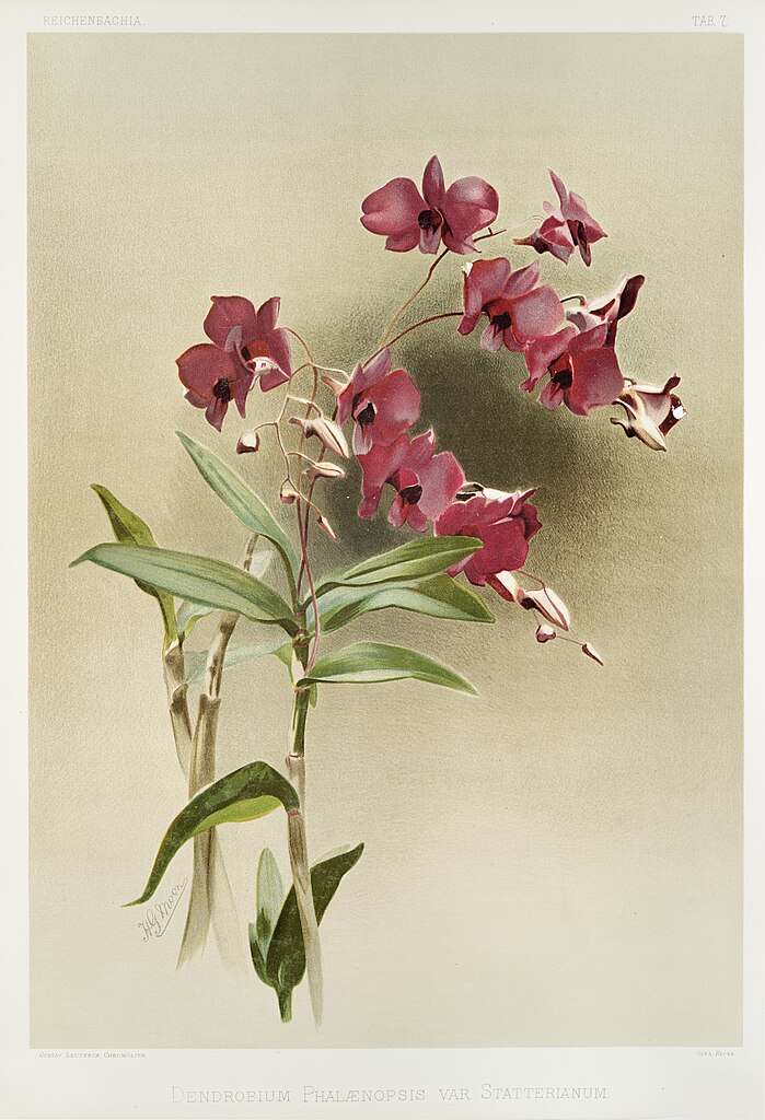 images/Reichenbachia_Orchids.jpg