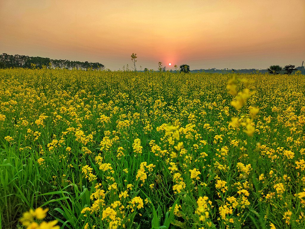 images/Sunset_over_mustard_field.jpg