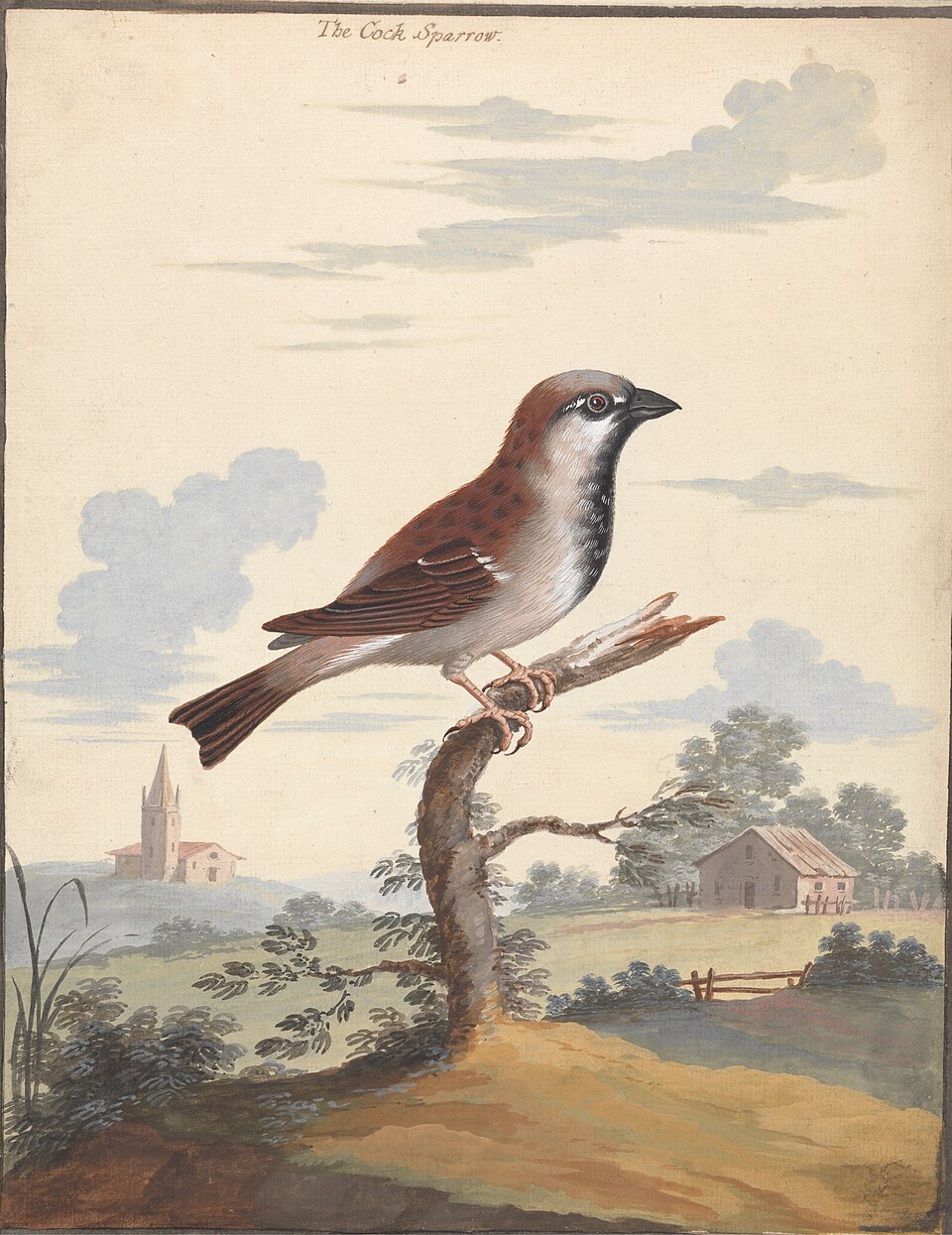 images/The_Cock_Sparrow_by_George_Edwards.jpg