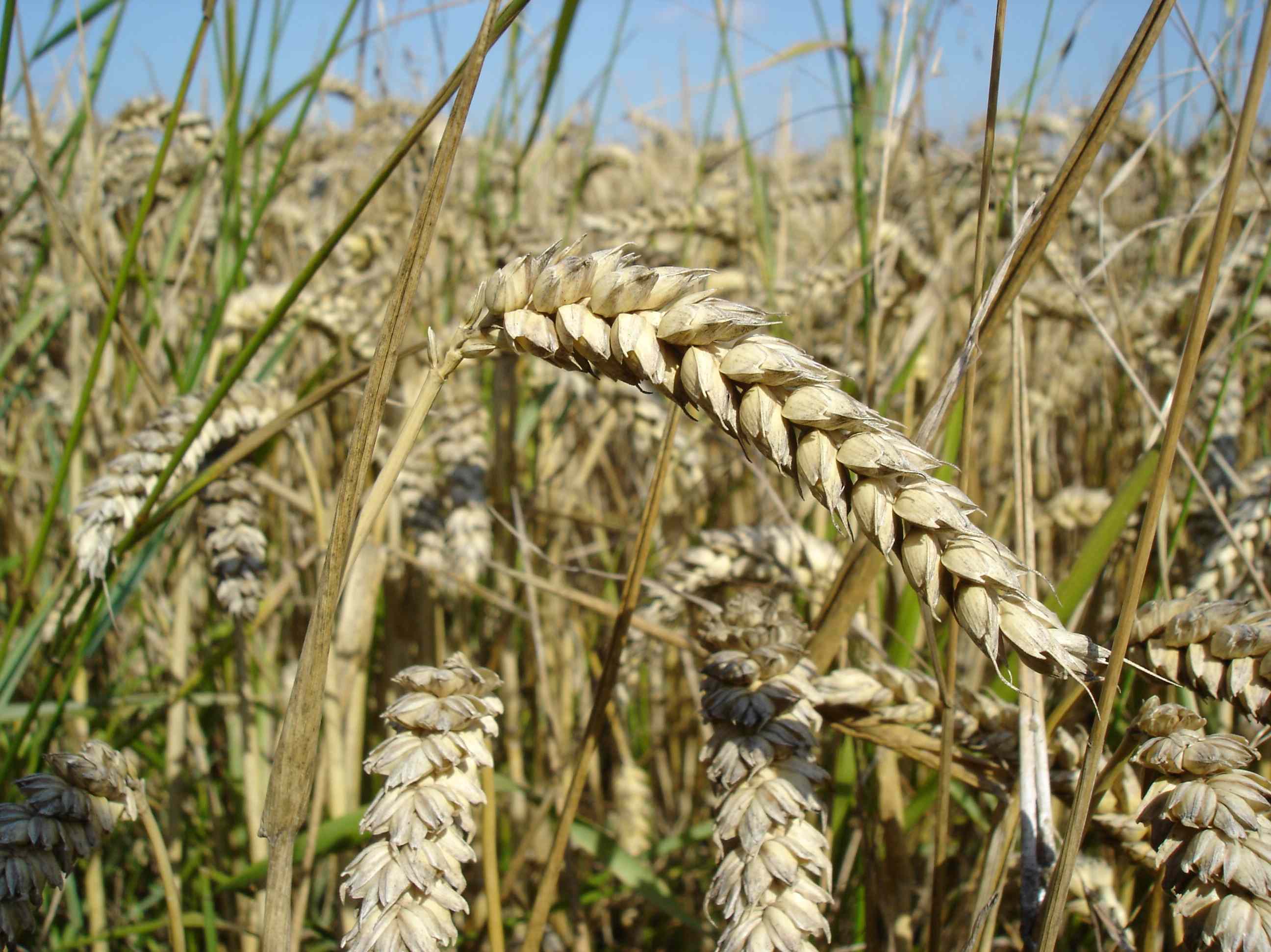 images/Wheat.jpg
